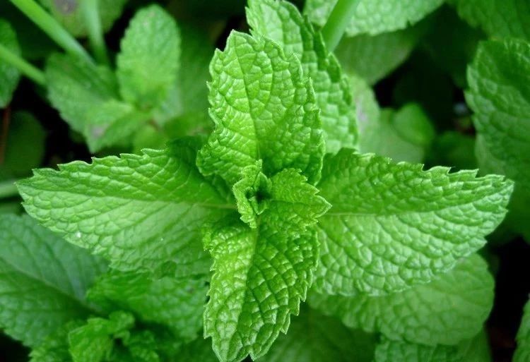 夏天來了，驅(qū)蚊的香料有哪些