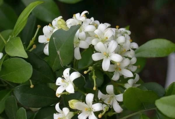 夏天來了，驅(qū)蚊的香料有哪些