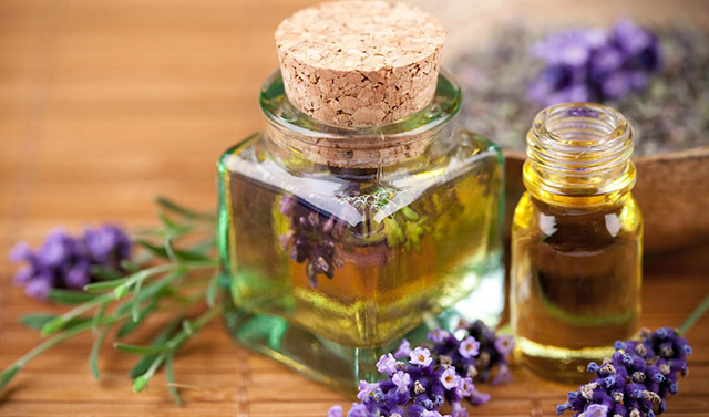 什么是芳香植物？