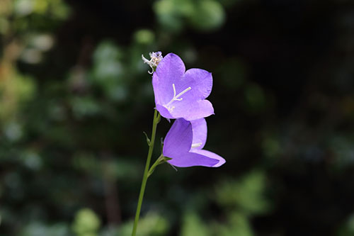 藍(lán)風(fēng)鈴香精