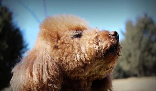 養(yǎng)寵小知識：泰迪沐浴露分顏色嗎，灰貴適合用什么沐浴露